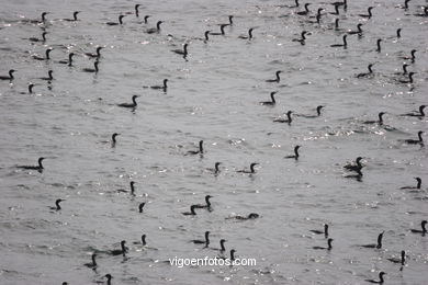 CORMORANTS OF CIES ISLANDS - VIGO - SPAIN