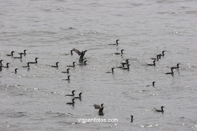 CORMORANTS OF CIES ISLANDS - VIGO - SPAIN