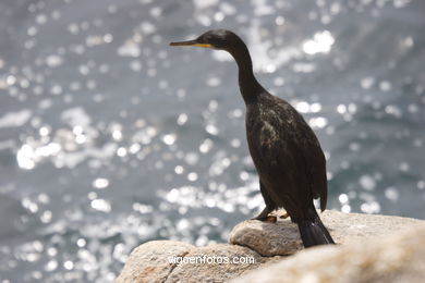 CORMORANTS OF CIES ISLANDS - VIGO - SPAIN