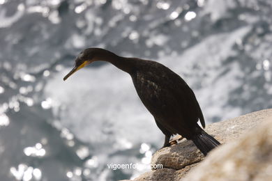 CORMORANTS OF CIES ISLANDS - VIGO - SPAIN