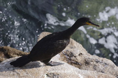 CORMORANTS OF CIES ISLANDS - VIGO - SPAIN