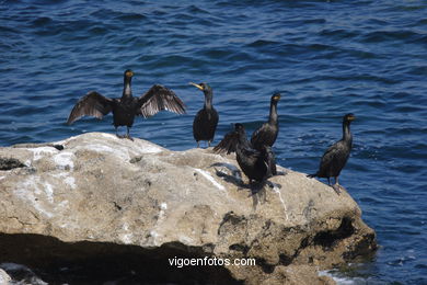 CORMORANTS OF CIES ISLANDS - VIGO - SPAIN