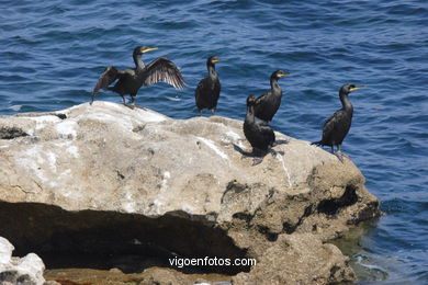 CORMORANTS OF CIES ISLANDS - VIGO - SPAIN