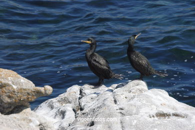 CORMORANTS OF CIES ISLANDS - VIGO - SPAIN