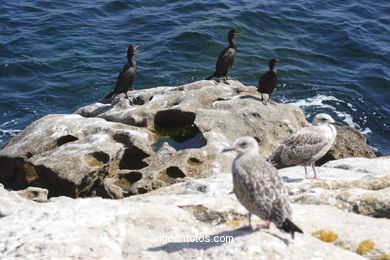 CORMORANTS OF CIES ISLANDS - VIGO - SPAIN