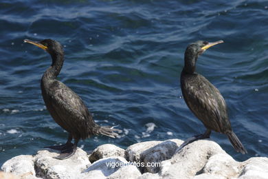 CORMORANTS OF CIES ISLANDS - VIGO - SPAIN