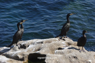 CORMORANTS OF CIES ISLANDS - VIGO - SPAIN