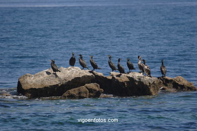 CORMORANTS OF CIES ISLANDS - VIGO - SPAIN