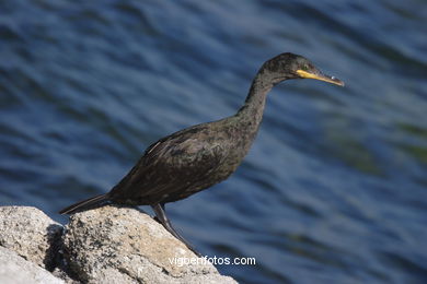 CORMORANTS OF CIES ISLANDS - VIGO - SPAIN