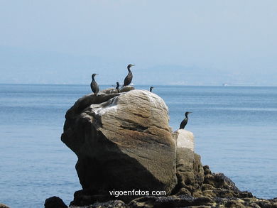 CORMORANTS OF CIES ISLANDS - VIGO - SPAIN