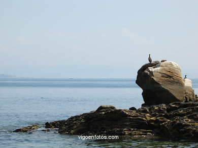 CORMORANTS OF CIES ISLANDS - VIGO - SPAIN