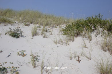 DUNE SYSTEM - CIES ISLANDS