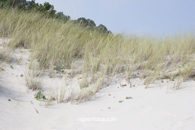 DUNE SYSTEM - CIES ISLANDS