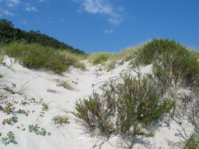 DUNE SYSTEM - CIES ISLANDS