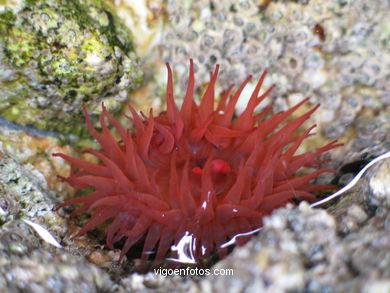 FAUNA DE LAS ISLAS CÍES