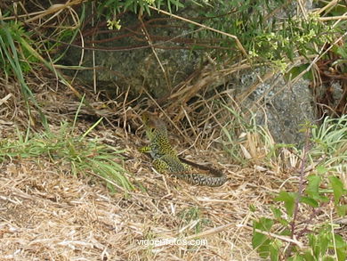 FAUNA DE LAS ISLAS CÍES