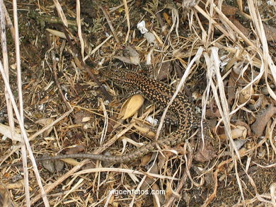 FAUNA OF THE CIES - CIES ISLANDS