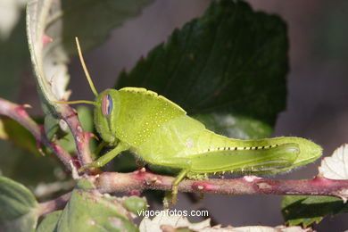 FAUNA OF THE CIES - CIES ISLANDS