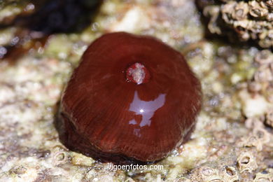 FAUNA DE LAS ISLAS CÍES