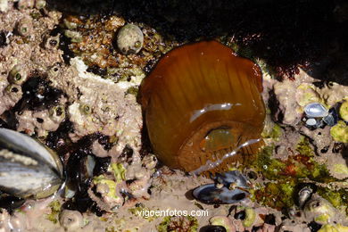 FAUNA OF THE CIES - CIES ISLANDS