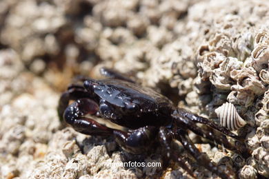 FAUNA OF THE CIES - CIES ISLANDS