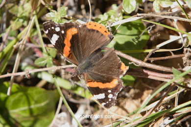 FAUNA DE LAS ISLAS CÍES