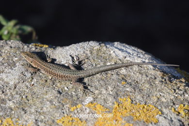 FAUNA DE LAS ISLAS CÍES