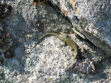 FAUNA DE LAS ISLAS CÍES