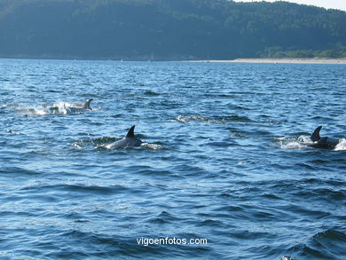 FAUNA OF THE CIES - CIES ISLANDS