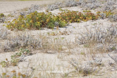 FLORA DE LAS ISLAS CÍES