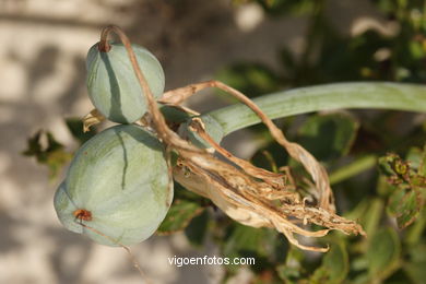 FLORA OF THE CIES - CIES ISLANDS