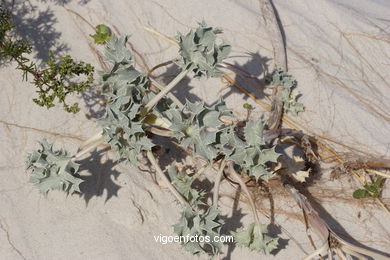 FLORA OF THE CIES - CIES ISLANDS