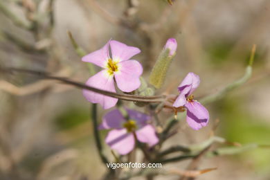 FLORA DE LAS ISLAS CÍES