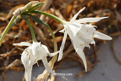 FLORA OF THE CIES - CIES ISLANDS