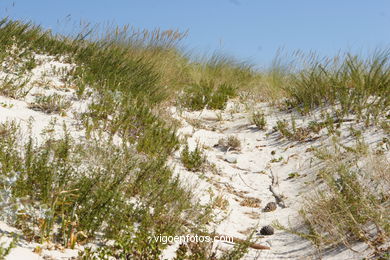 FLORA DE LAS ISLAS CÍES