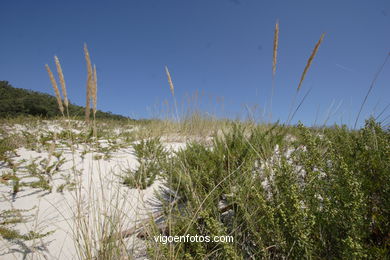 FLORA DE LAS ISLAS CÍES