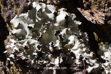 FLORA OF THE CIES - CIES ISLANDS