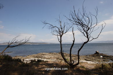 FLORA DE LAS ISLAS CÍES