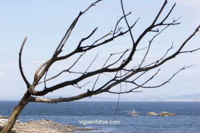 FLORA DE LAS ISLAS CÍES