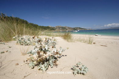 FLORA DE LAS ISLAS CÍES