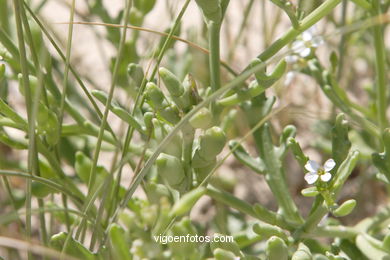 FLORA DE LAS ISLAS CÍES