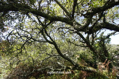 FLORA OF THE CIES - CIES ISLANDS