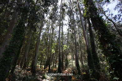 FLORA OF THE CIES - CIES ISLANDS