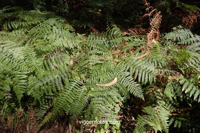 FLORA OF THE CIES - CIES ISLANDS