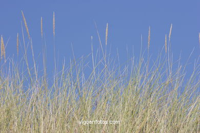 FLORA OF THE CIES - CIES ISLANDS