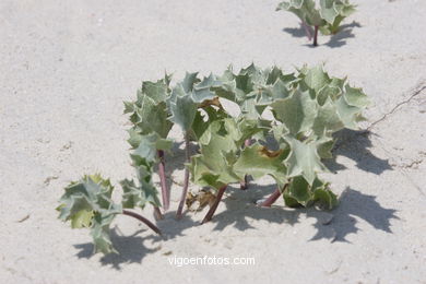 FLORA OF THE CIES - CIES ISLANDS