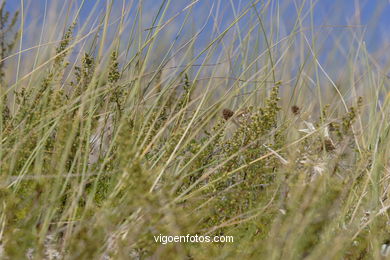 FLORA OF THE CIES - CIES ISLANDS