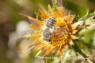 FLORA OF THE CIES - CIES ISLANDS