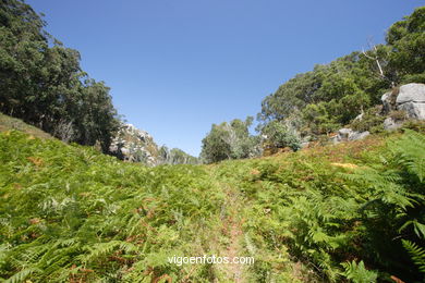 FLORA OF THE CIES - CIES ISLANDS