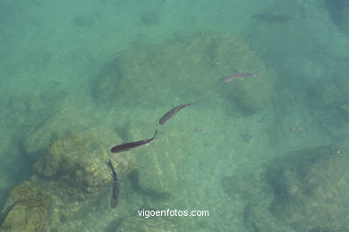 THE LAKE OF  THE CHILDREN - CIES ISLANDS